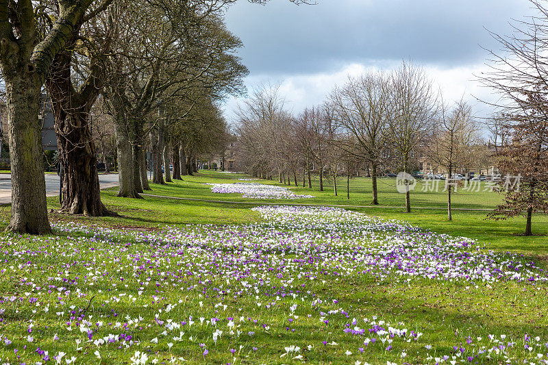 英国北约克郡哈罗盖特市中心公园里的春季番红花