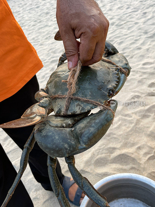 特写图像，认不出来的人携带大捆绑泥蟹，甲壳类动物的爪子与麻绳捆绑安全，沙滩场景，重点在前景