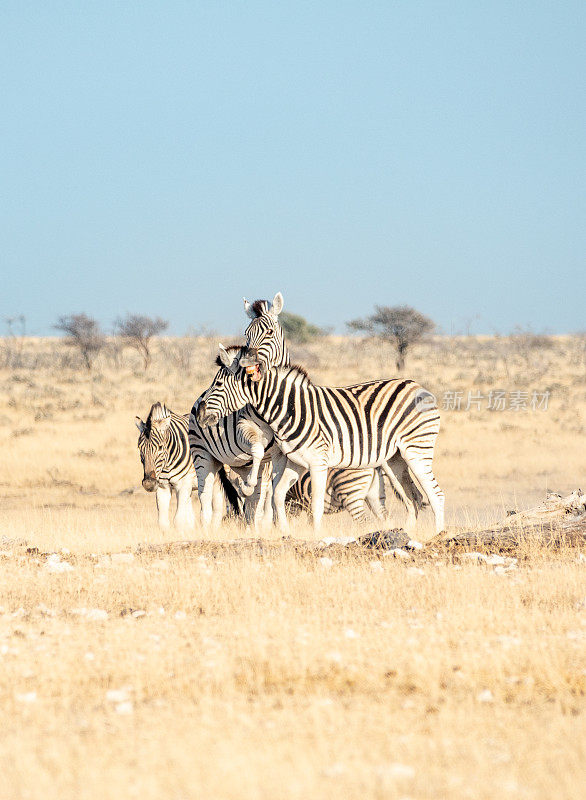 纳米比亚库内内地区埃托沙国家公园的斑马