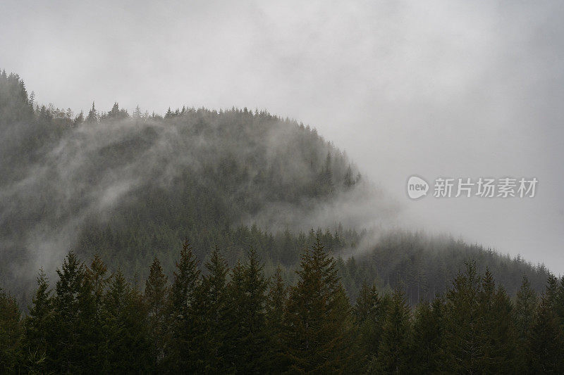 雾山热带雨林温哥华岛