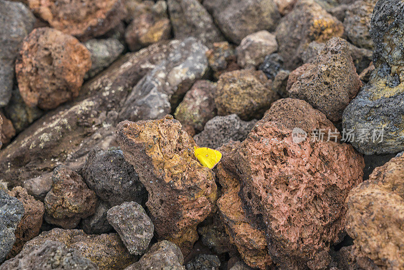 火山岩上的黄色蝴蝶