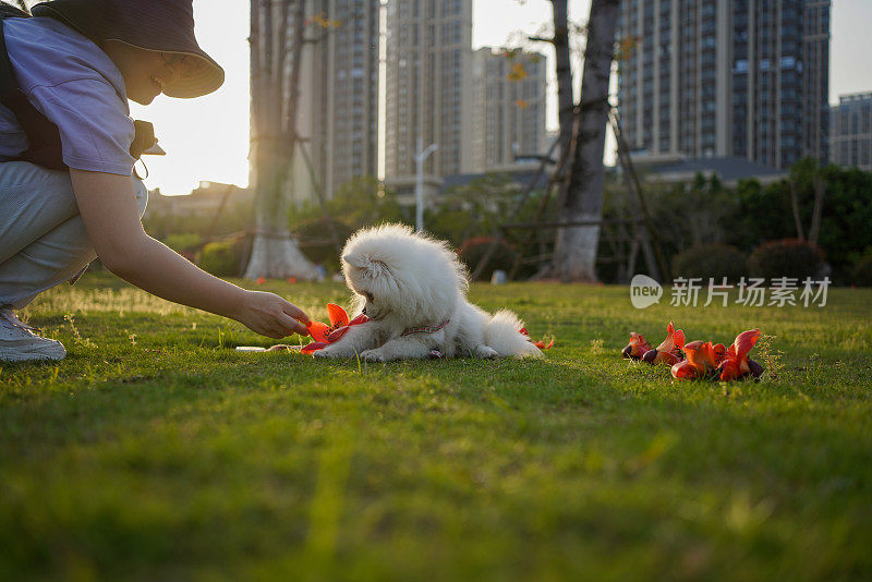 摄影师记录宠物狗在草地上玩耍