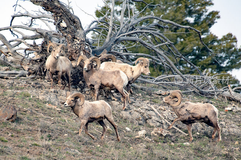 大角公羊聚集在悬崖顶上