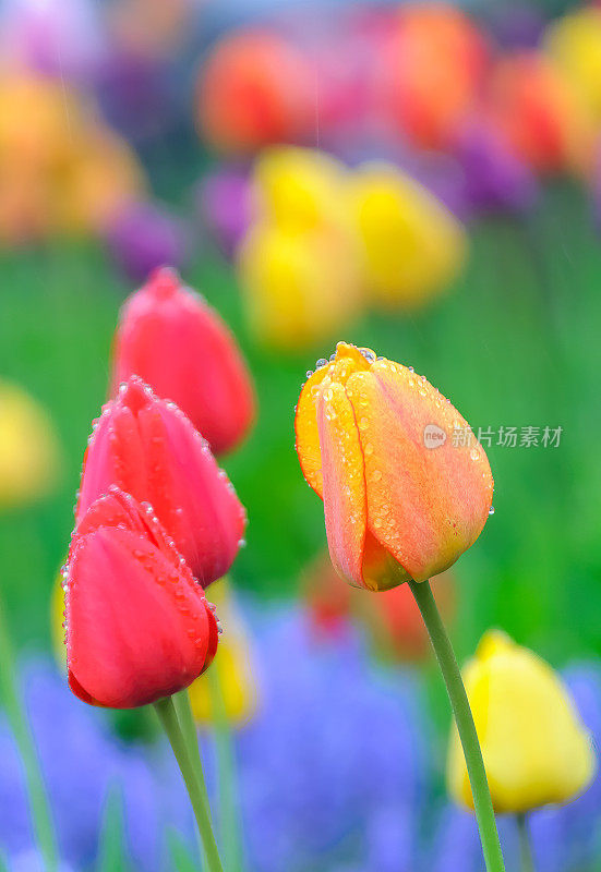 雨中的郁金香花