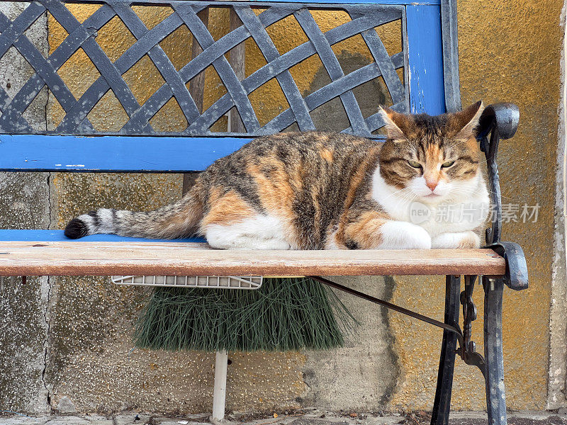坐在长凳上的布拉诺猫
