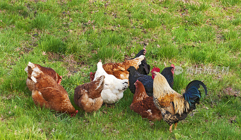自由放养鸡。有机农场里快乐的一群鸡。