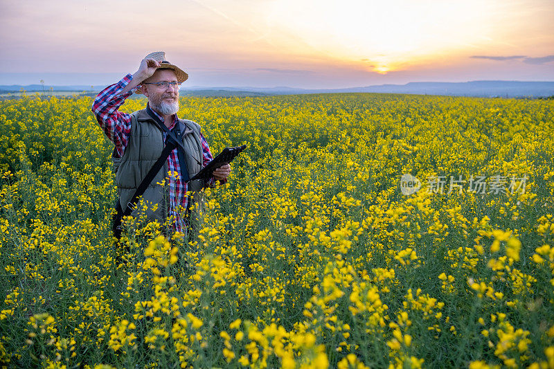 夕阳下油菜籽地里快乐的农民。