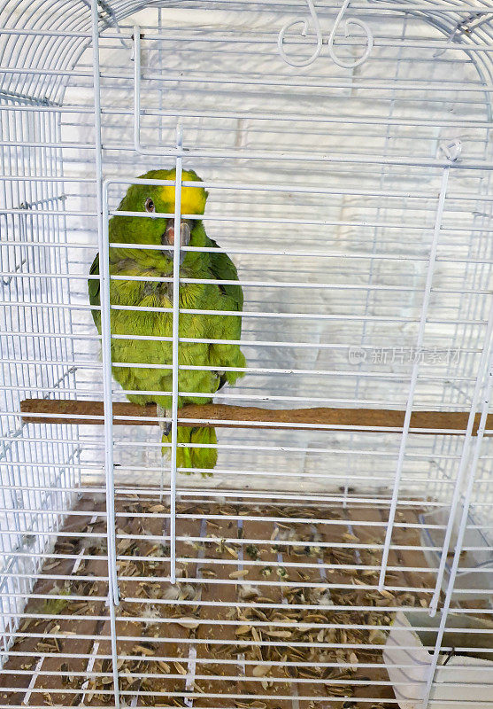 关在笼子里的绿色亚马逊鹦鹉
