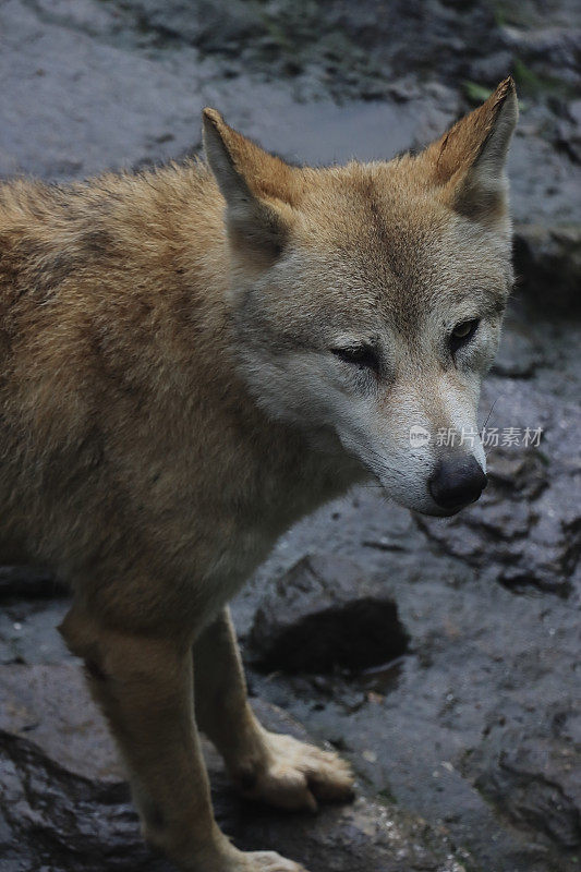 非常罕见，濒危和受威胁的物种喜马拉雅狼(犬狼疮)，遗传上与西藏狼和蒙古狼相同