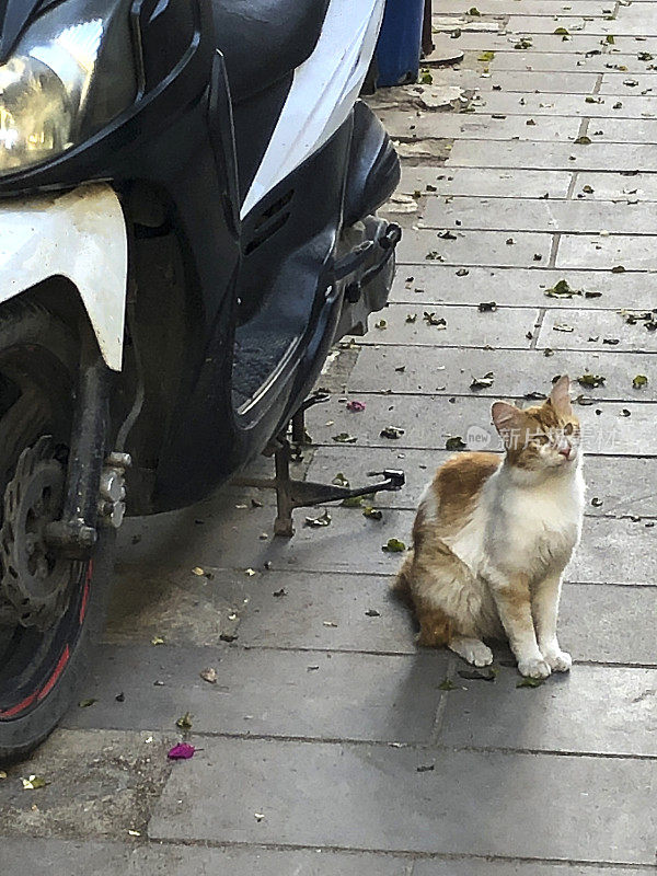 街上的猫
