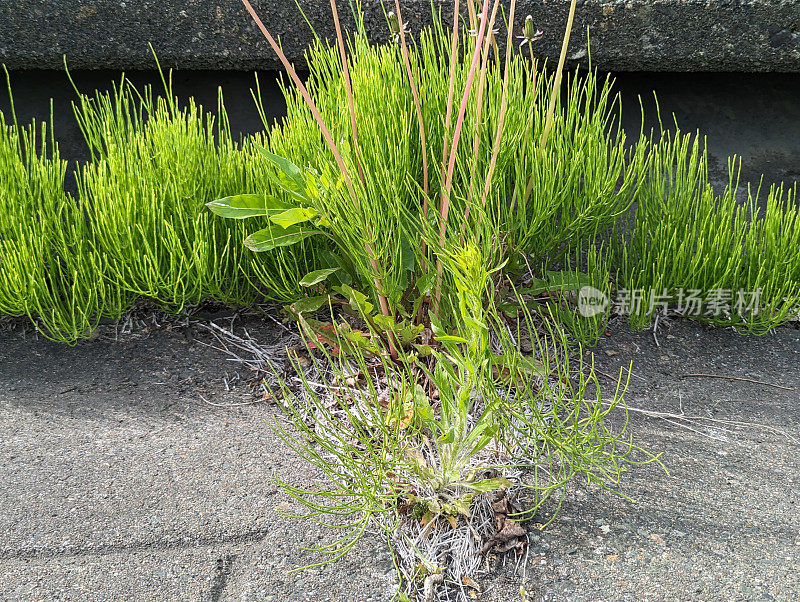 日本，Abashiri，人行道上的植物