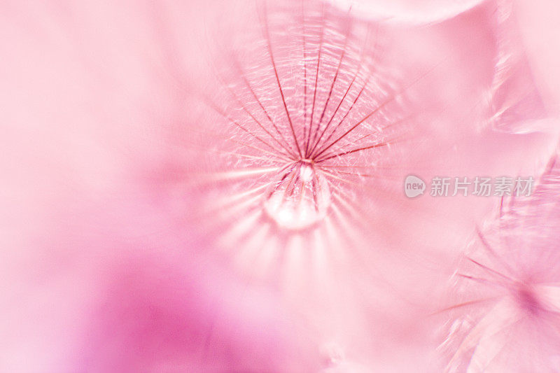 粉红色蓬松的蒲公英种子和雨滴微距拍摄