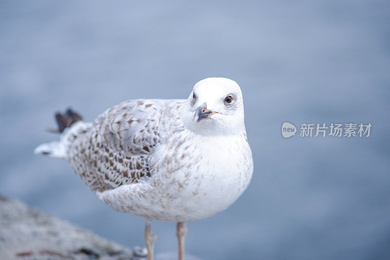 海鸥