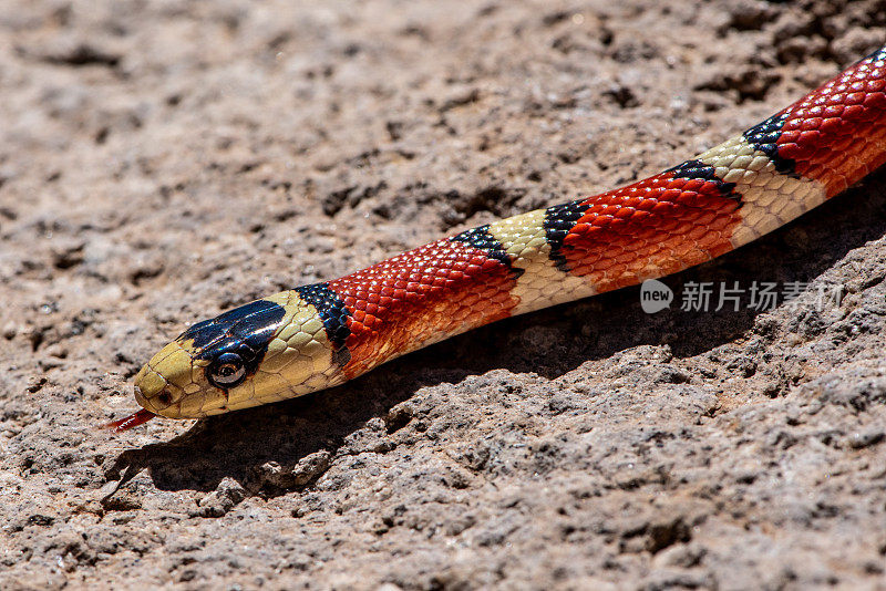 加州山王蛇