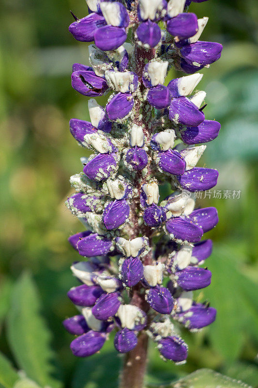 羽扇豆(Lupinus)有很多蚜虫