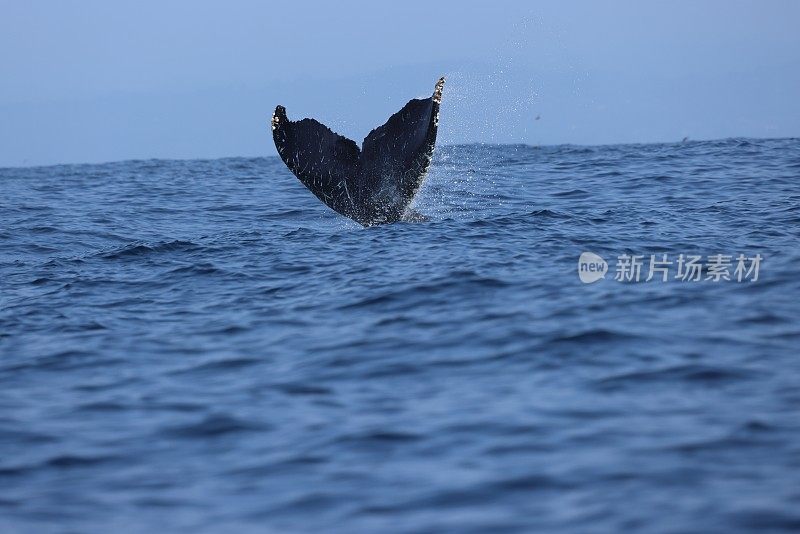 美国加州莫斯附近的座头鲸登陆