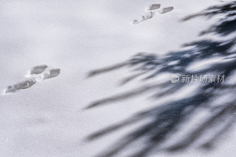 冬天在希腊的山区，两只野兔在埃拉托科里的雪地上留下了足迹