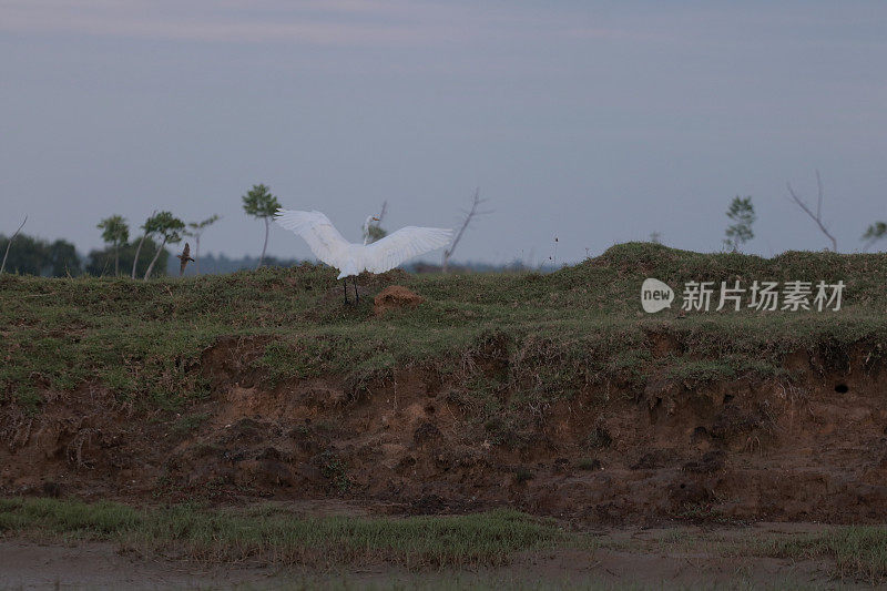 绿地里的白鹭