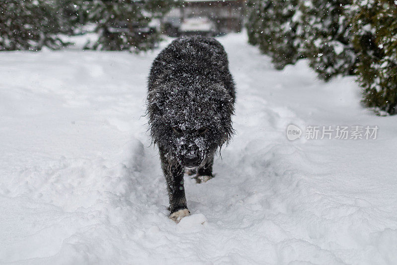 牧羊人走在深雪中