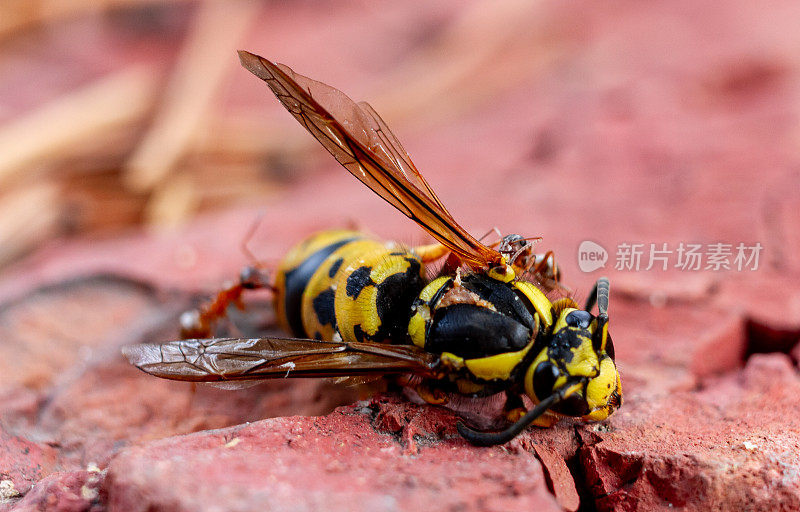 两只蚂蚁在一只死黄蜂旁边工作。一只叮翅膀底部附近，另一只叮黄蜂的身体。