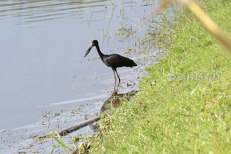 非洲Openbill