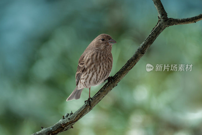 雌性家雀