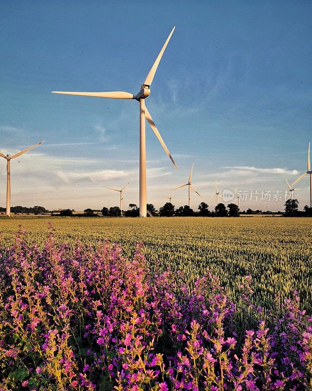 鲜花后面的风力涡轮机。英格兰贝德福德郡中部的比格尔斯韦德