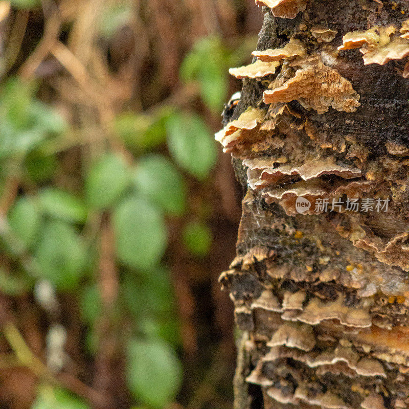 森林的低语:古老树皮上支架真菌的亲密一瞥