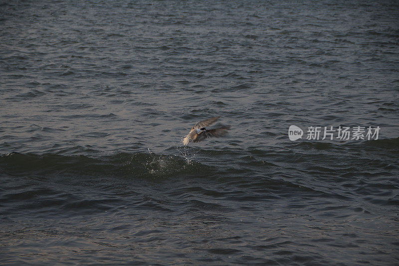 海鸥在波涛的怒吼中低飞