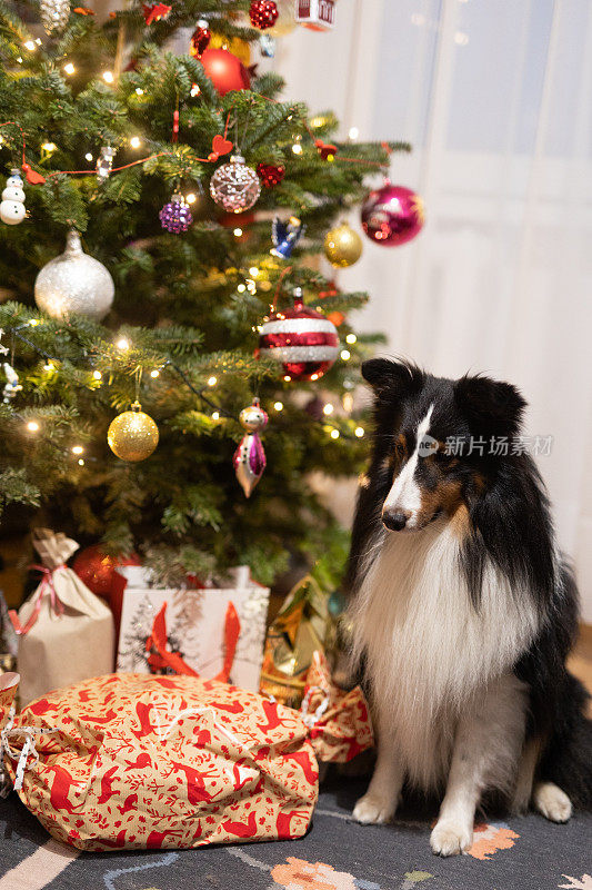 雪蒂牧羊犬对着圣诞树