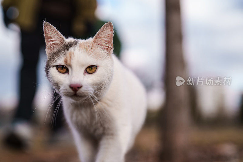 在公园里，流浪猫走向摄像机