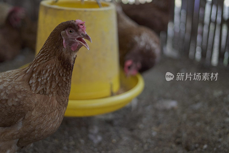 有很多鸡的养鸡场