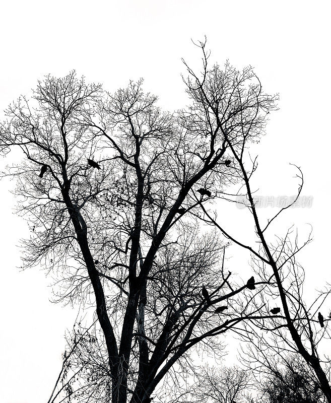 新墨西哥州:冬天光秃秃的树上的乌鸦(B&W)
