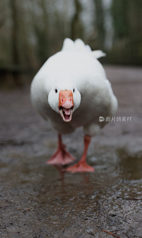 一只愤怒的白鹅直直地看着镜头，发出嘶嘶声