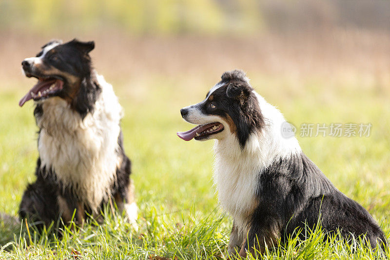 阳光明媚的日子里，两只澳大利亚牧羊犬坐在草地上