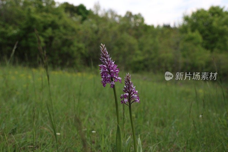 军国兰是一种生长在草地上的紫色兰花。