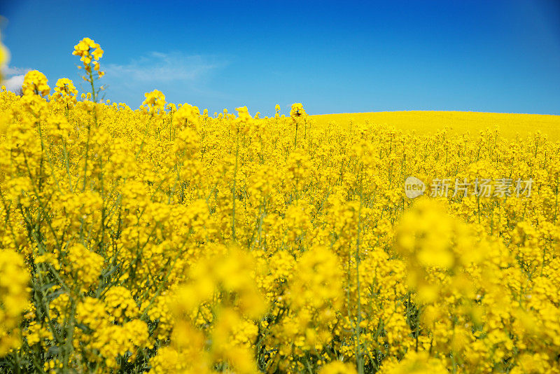 蔚蓝天空下鲜艳的黄色油菜地