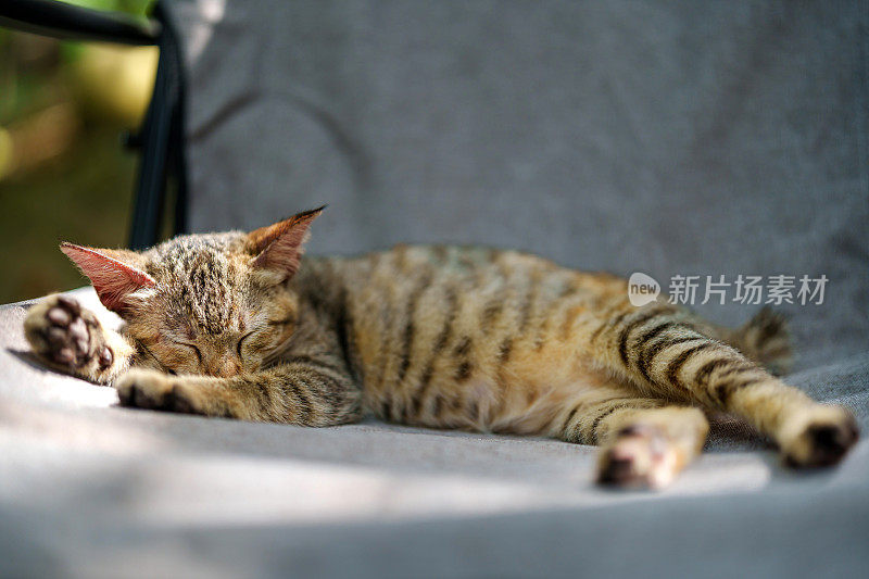 一只虎斑猫睡在露营椅上，沐浴在柔和的阳光下。