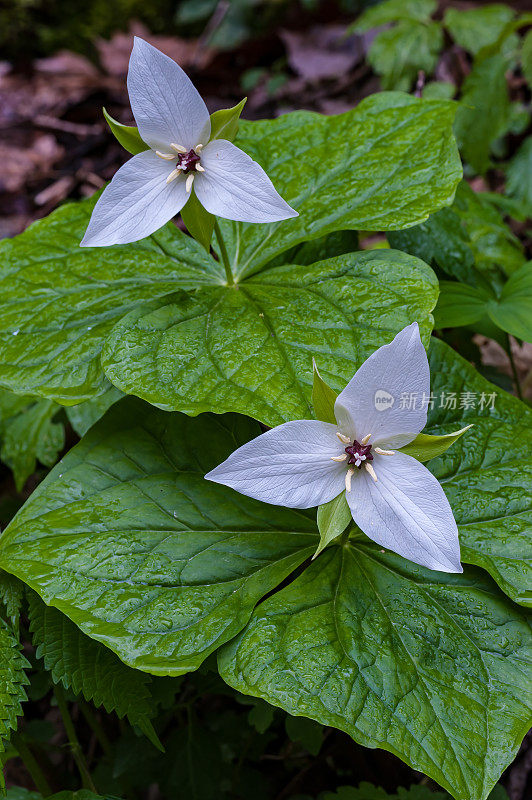 甜白Trillium，大烟山国家公园，田纳西州。黑百合科或百合科。延龄草明喻。这是一种春季开花的多年生植物，原产于美国东南部阿巴拉契亚山脉的部分地区