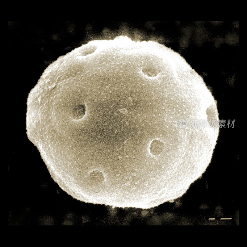 显微镜下的花粉粒