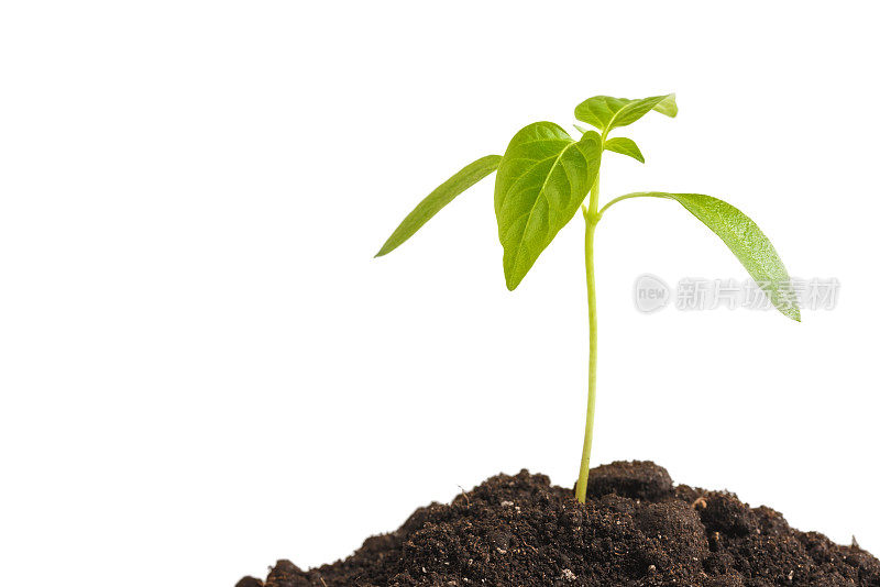 绿芽植物从泥土堆中生长，孤立在上面