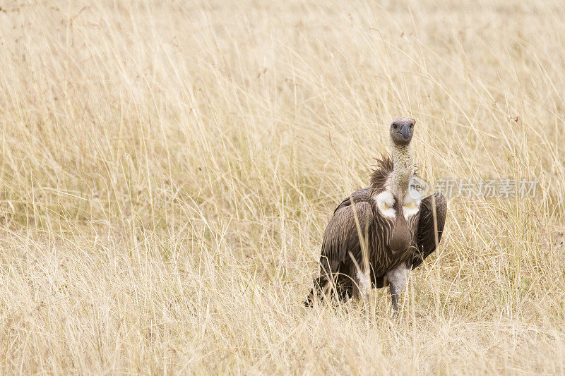 肯尼亚的白背秃鹫。