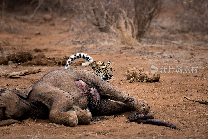 豹子躲在克鲁格的大象尸体后面