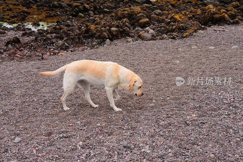 拉布拉多寻回犬