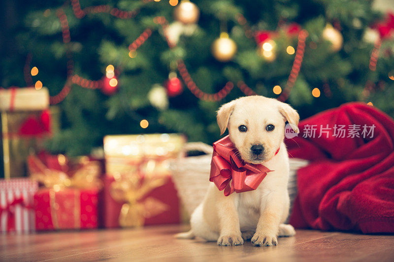 圣诞节的小狗