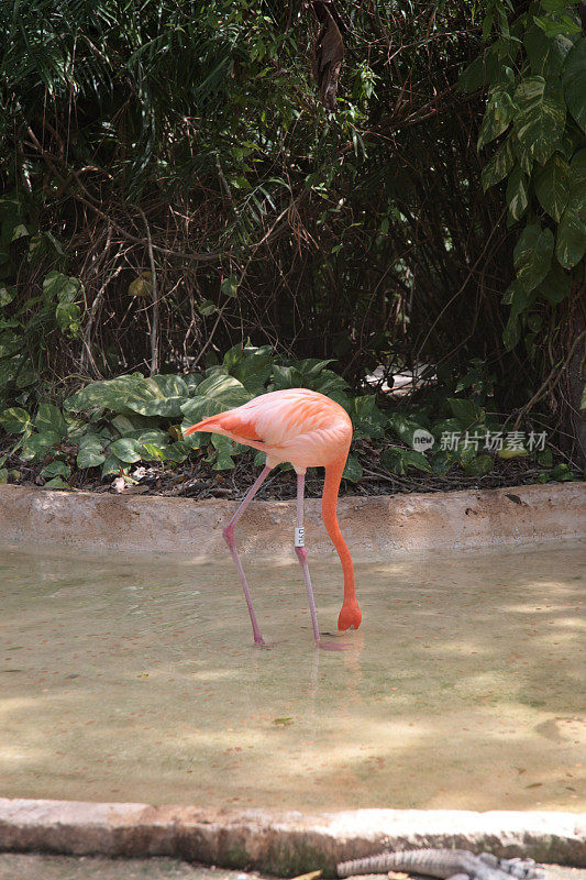 加勒比火烈鸟在墨西哥Xcaret