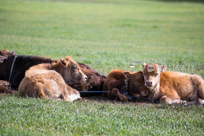 蒙古:草原上的小牛