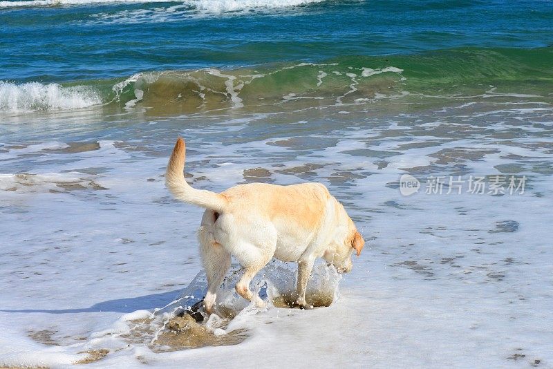 拉布拉多寻回犬