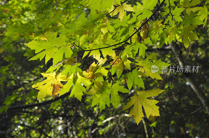 枯黄的秋叶在树枝上