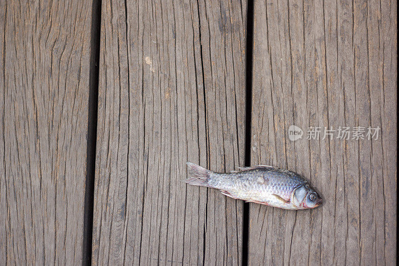 死鱼躺在木板上
